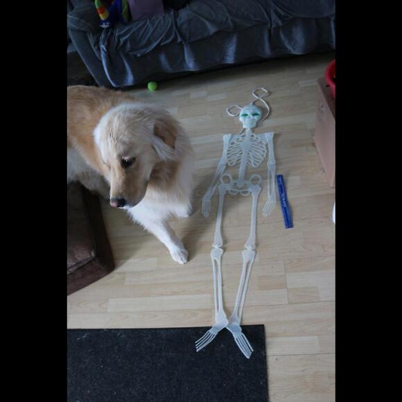 Vintage Glow In The Dark 43" Flat Plastic Skeleton Spooky Halloween Decoration - Picture 7 of 9